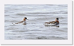 vesipaaskyt Red-necked Phalaropes 9308 * 1348 x 776 * (656KB)